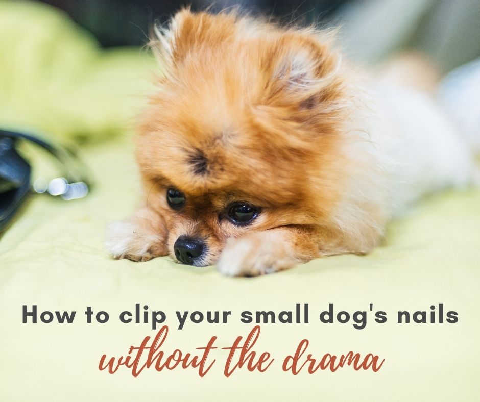 How To Clip Your Small Dog’s Nails Without The Drama