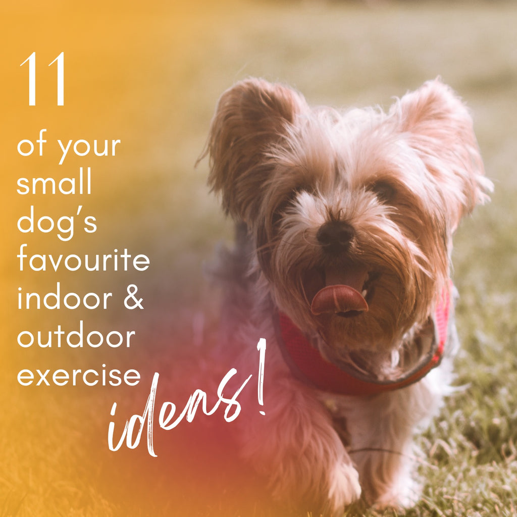 11 Fun Ideas for Indoor and Outdoor Exercise with Your Tiny Dog