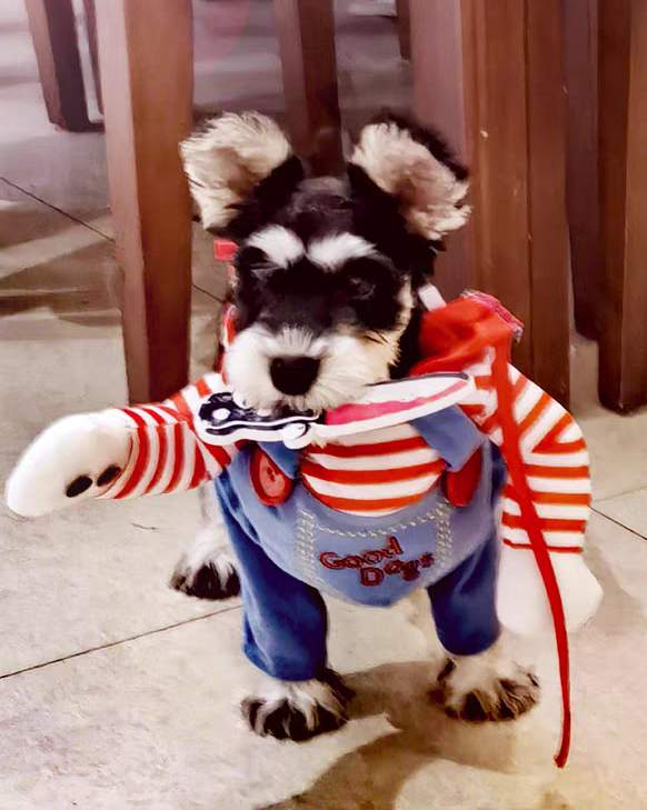 Killer Cool Doll Pup Costume