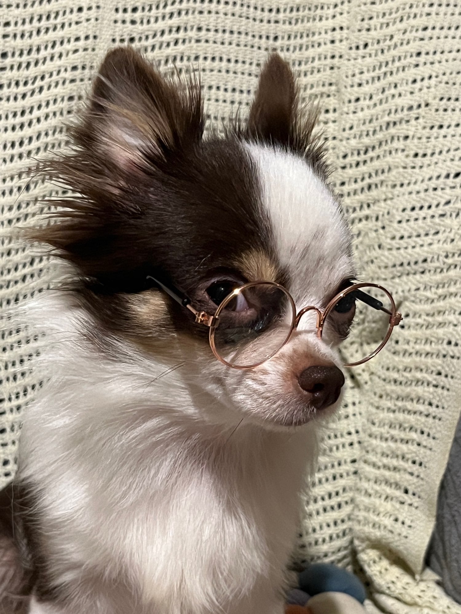 Vintage Vibe Pup Spectacles