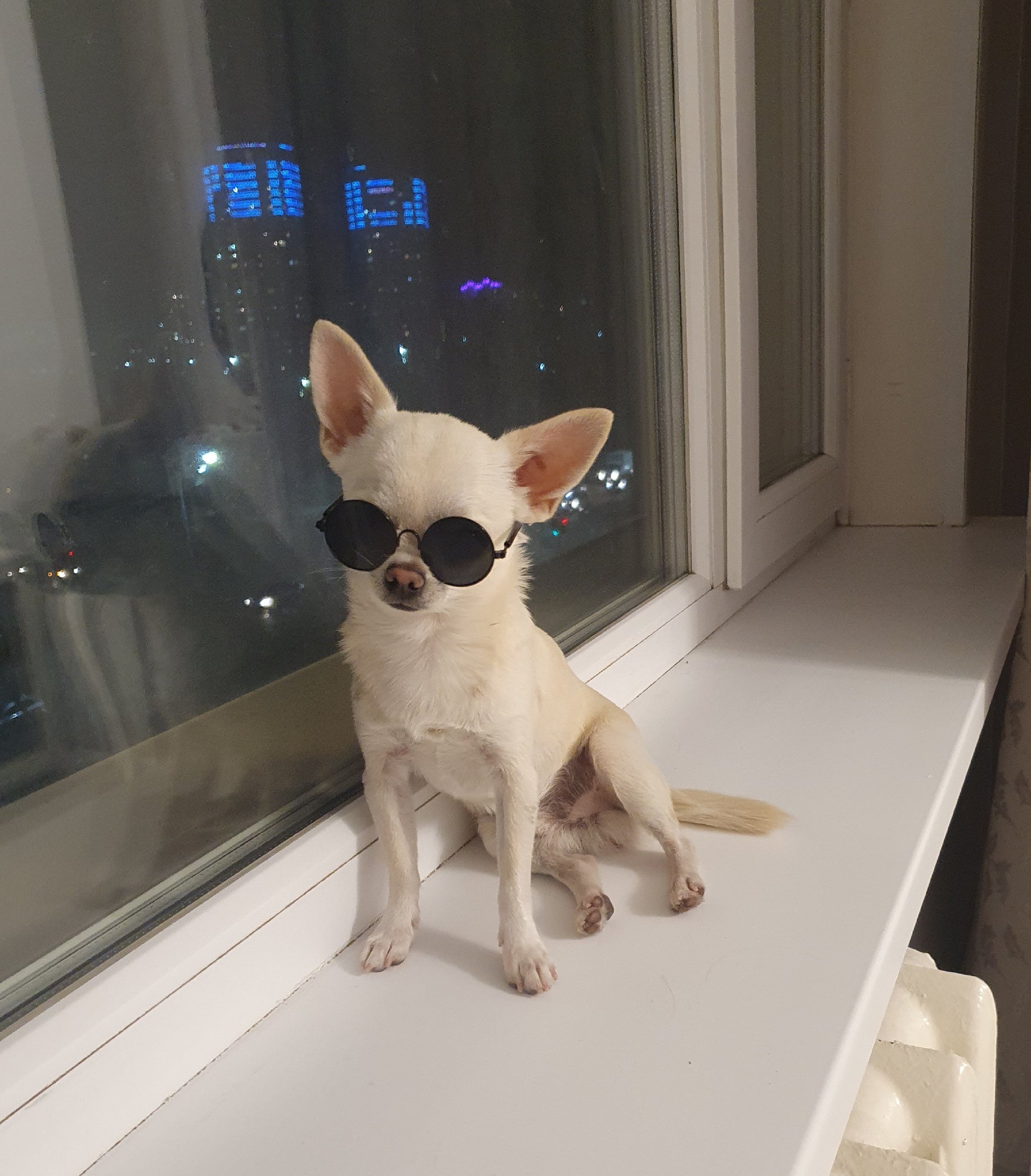 Vintage Vibe Pup Shades