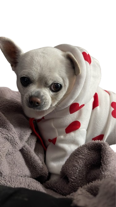 Valentine Hearts Pup Hoody