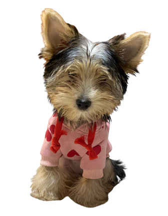 Valentine Hearts Pup Hoody