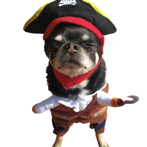 Hornswaggling Pirate Pup Costume