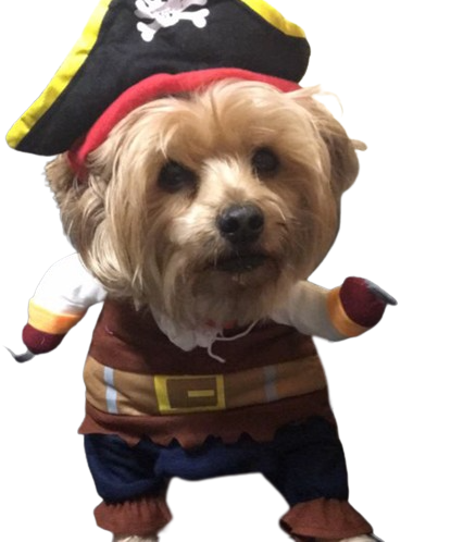 Hornswaggling Pirate Pup Costume