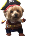 Hornswaggling Pirate Pup Costume