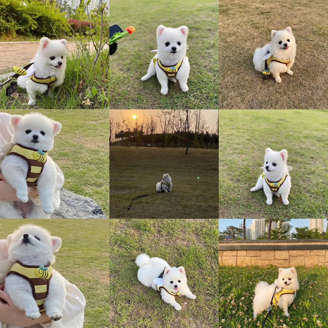 Honey Bee Harness & Leash Set