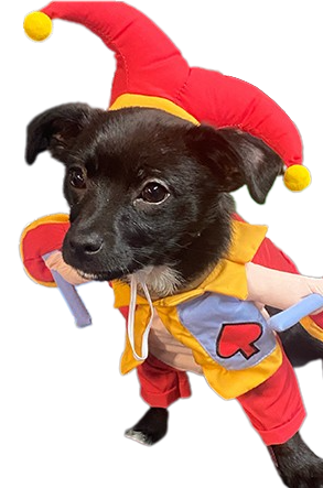 Jovial Jester Pup Costume