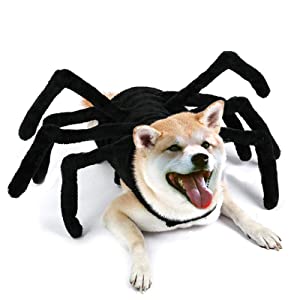 Spooky Spider Pup Costume