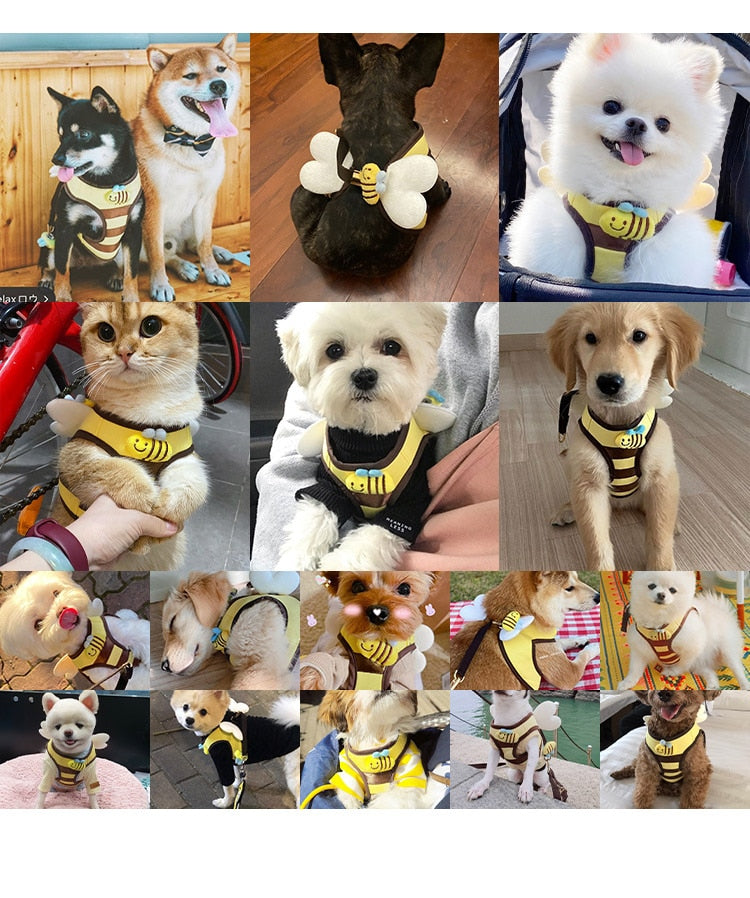 Honey Bee Harness & Leash Set