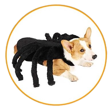 Spooky Spider Pup Costume