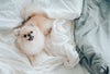 Small panting Pomeranian dog looks up at the camera from a bed with wrinkled duvet covers.