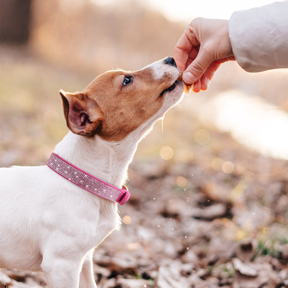 Swanky Rhinestone Collar