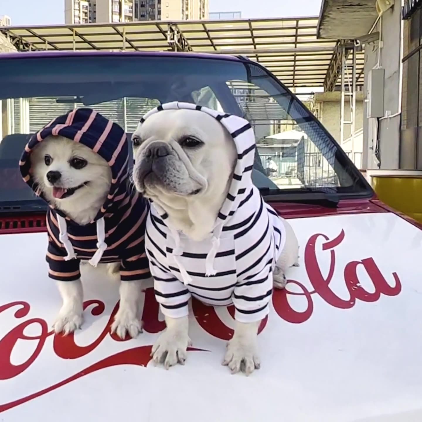 Striped Pup Hoody